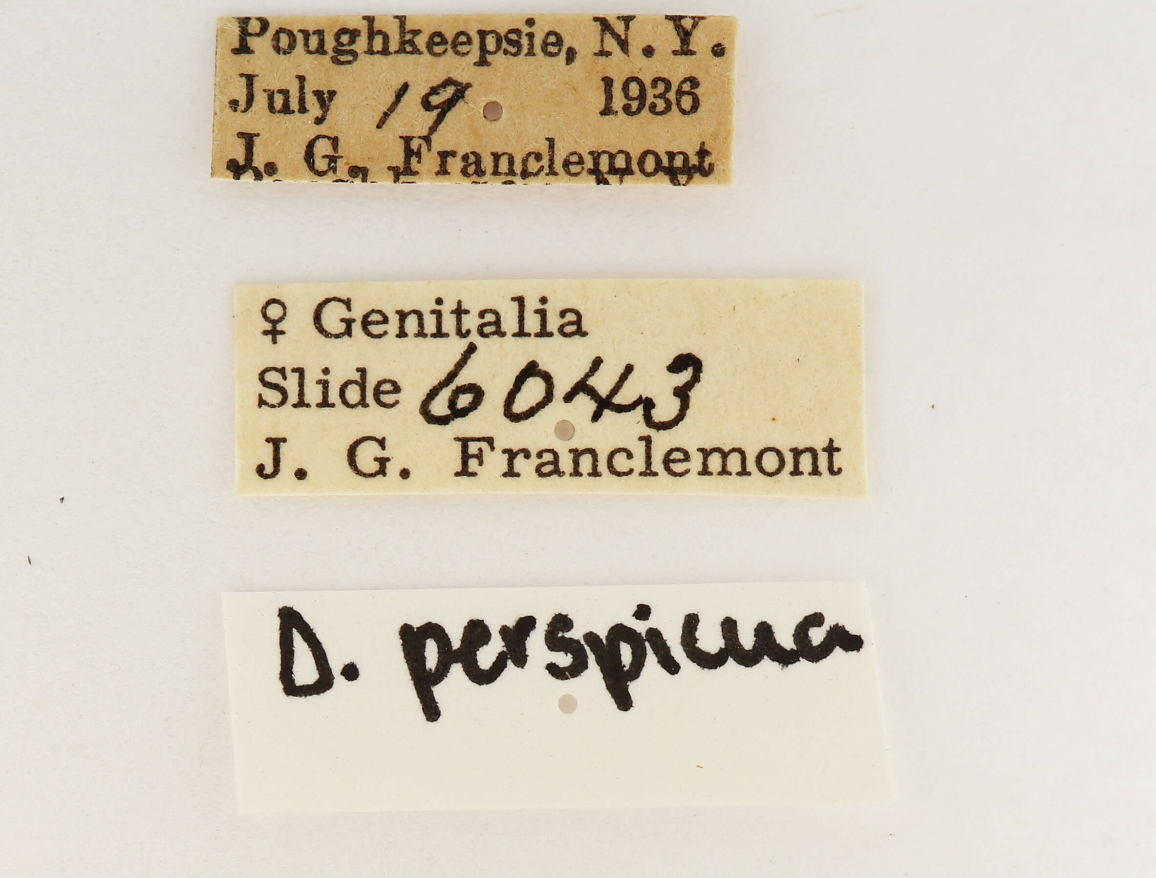 label view of adult Datana perspicua