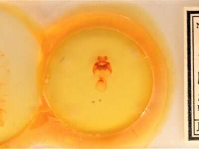 slide view of adult Datana perspicua