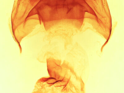 genitalia view of adult Datana perspicua