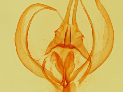 genitalia view of adult Apotolype brevicrista