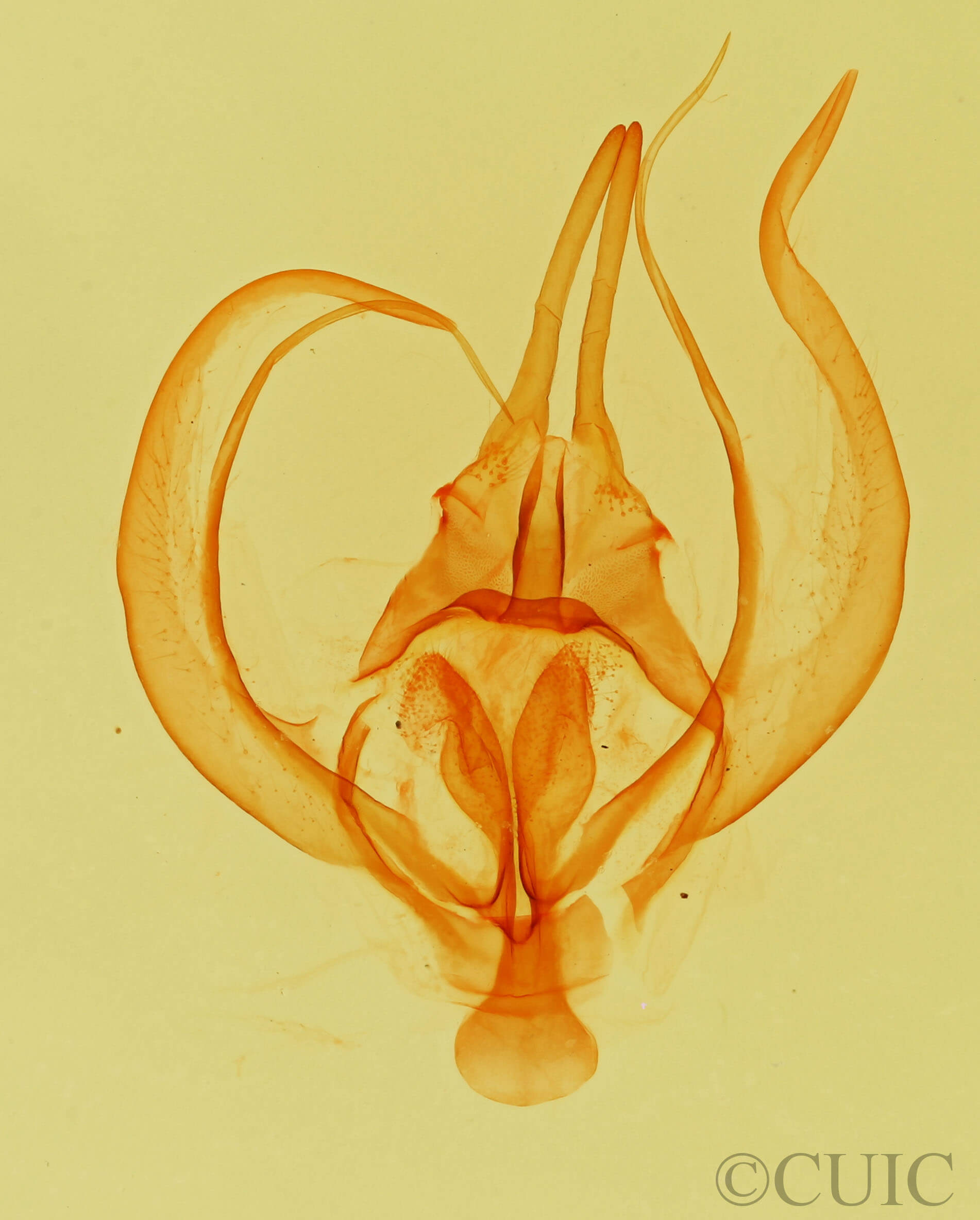 genitalia view of adult Apotolype brevicrista