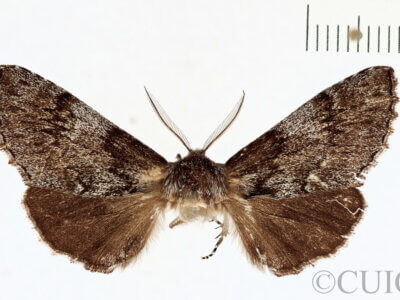 dorsal view of adult Cardiga pyrrha