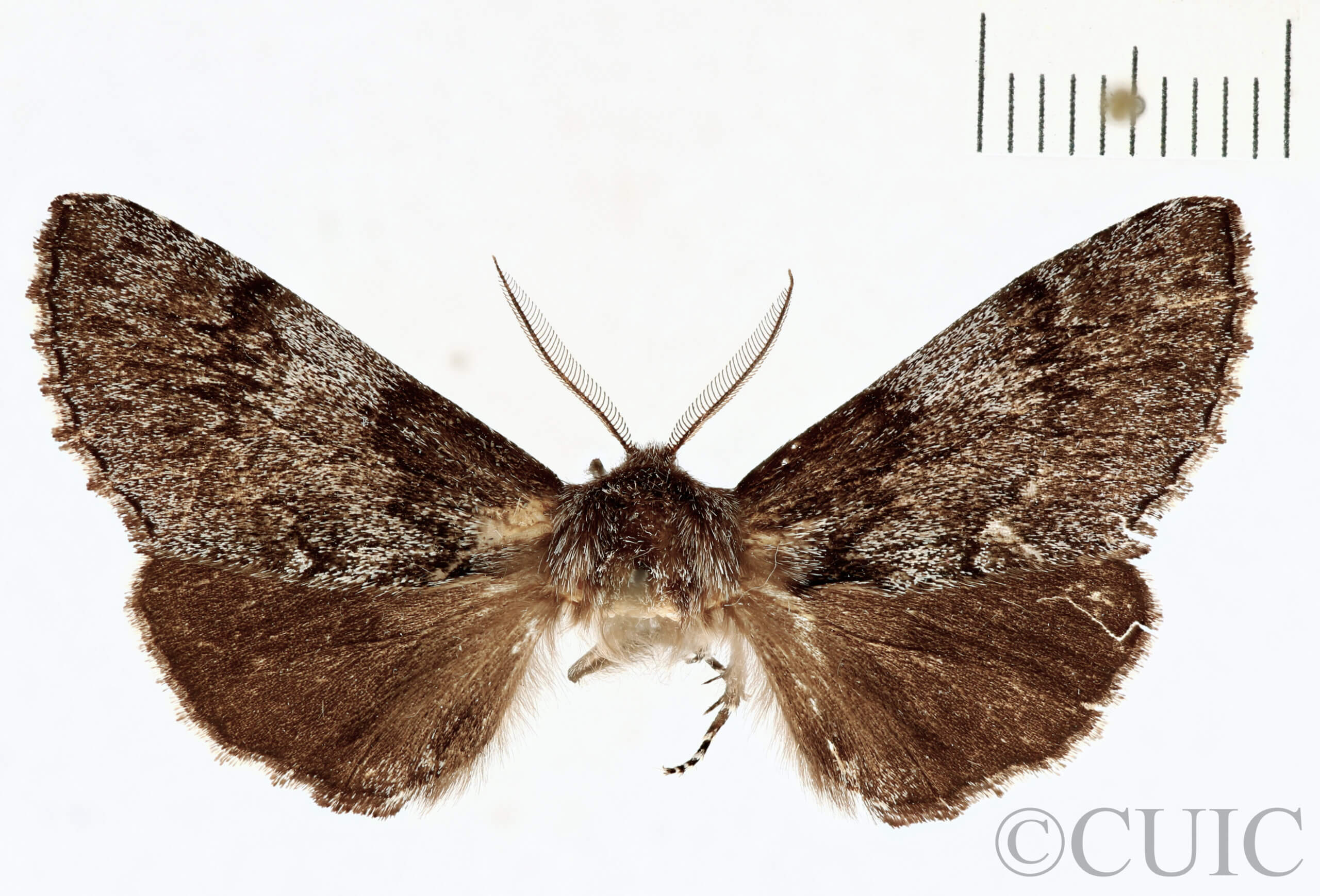 dorsal view of adult Cardiga pyrrha