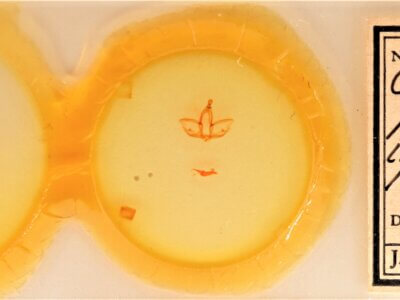 slide view of adult Cardiga pyrrha