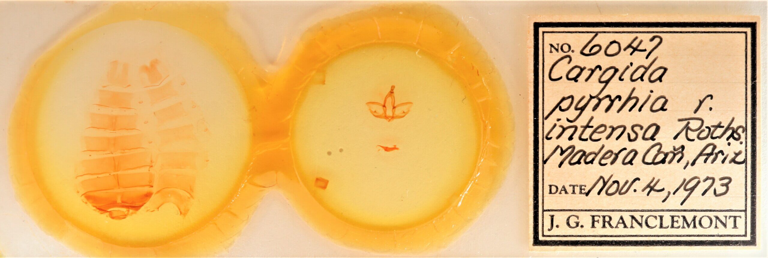 slide view of adult Cardiga pyrrha