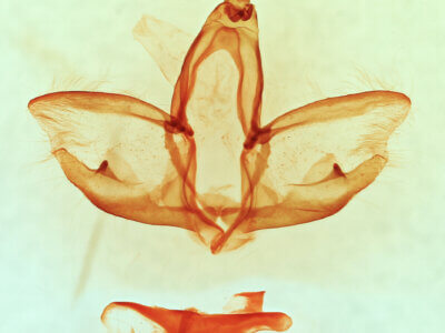 genitalia view of adult Cardiga pyrrha