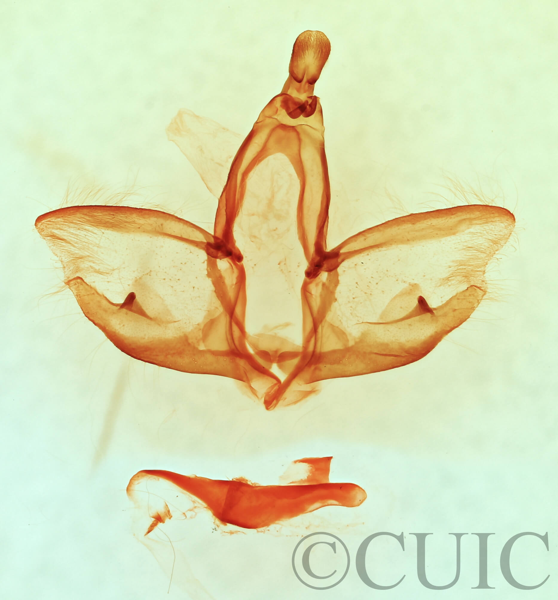 genitalia view of adult Cardiga pyrrha