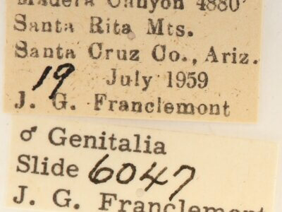 label view of adult Cardiga pyrrha