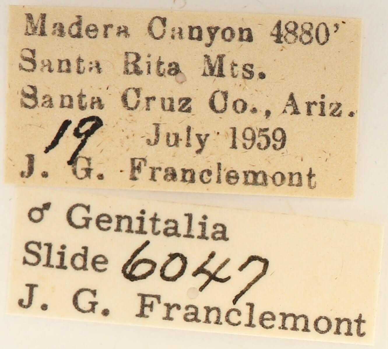 label view of adult Cardiga pyrrha