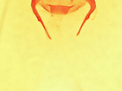 genitalia view of adult Cardiga pyrrha