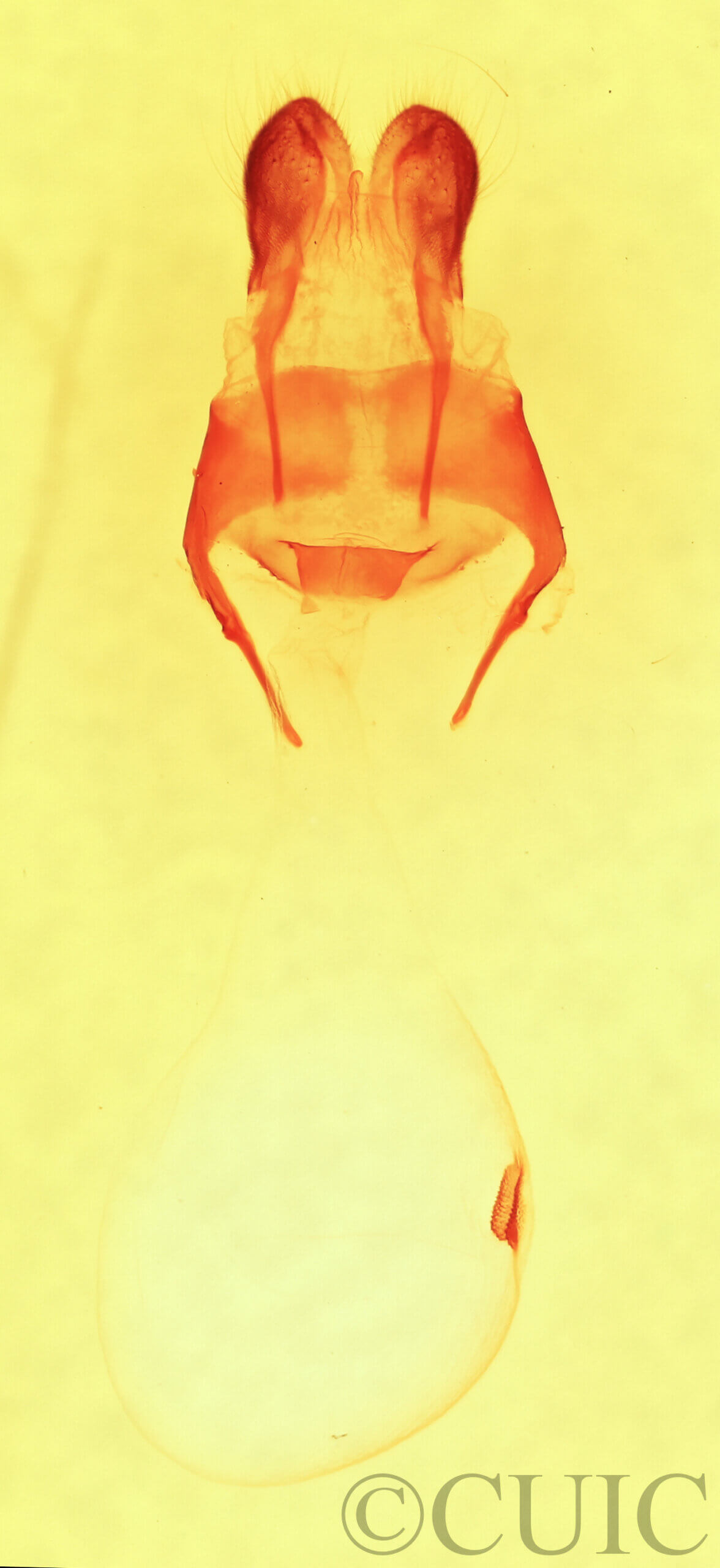 genitalia view of adult Cardiga pyrrha