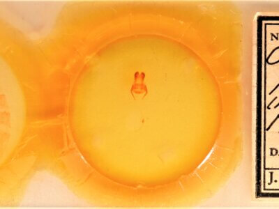 slide view of adult Cardiga pyrrha