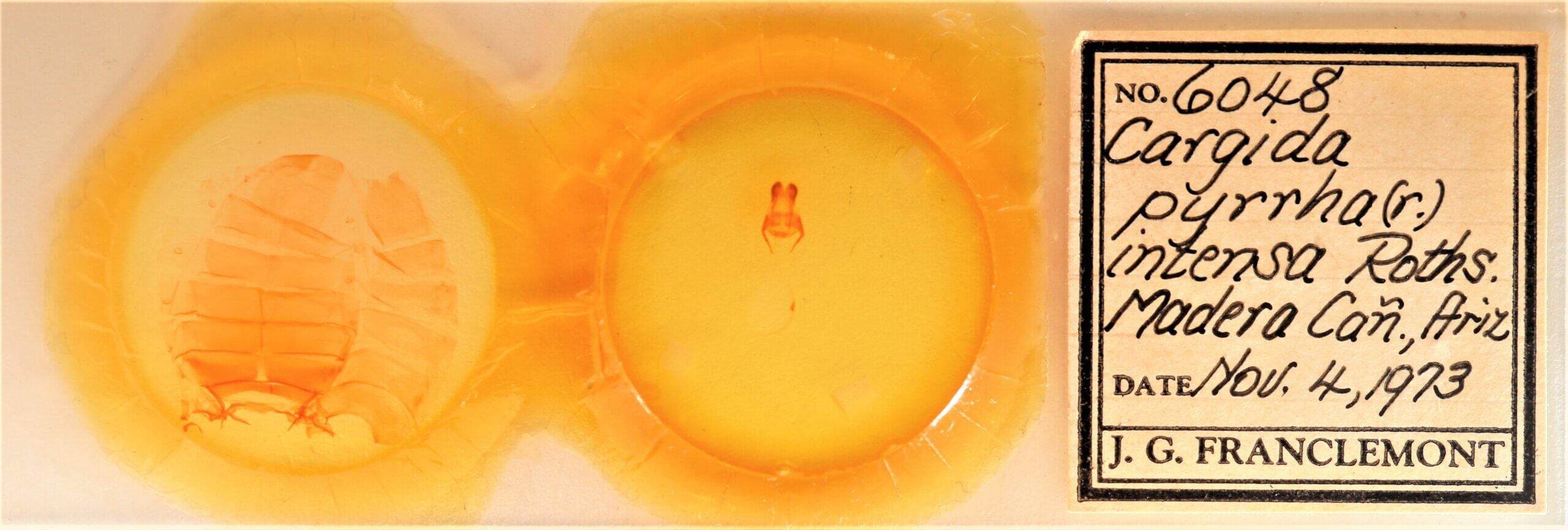 slide view of adult Cardiga pyrrha