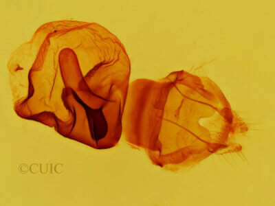 genitalia view of adult Elasmia packardii