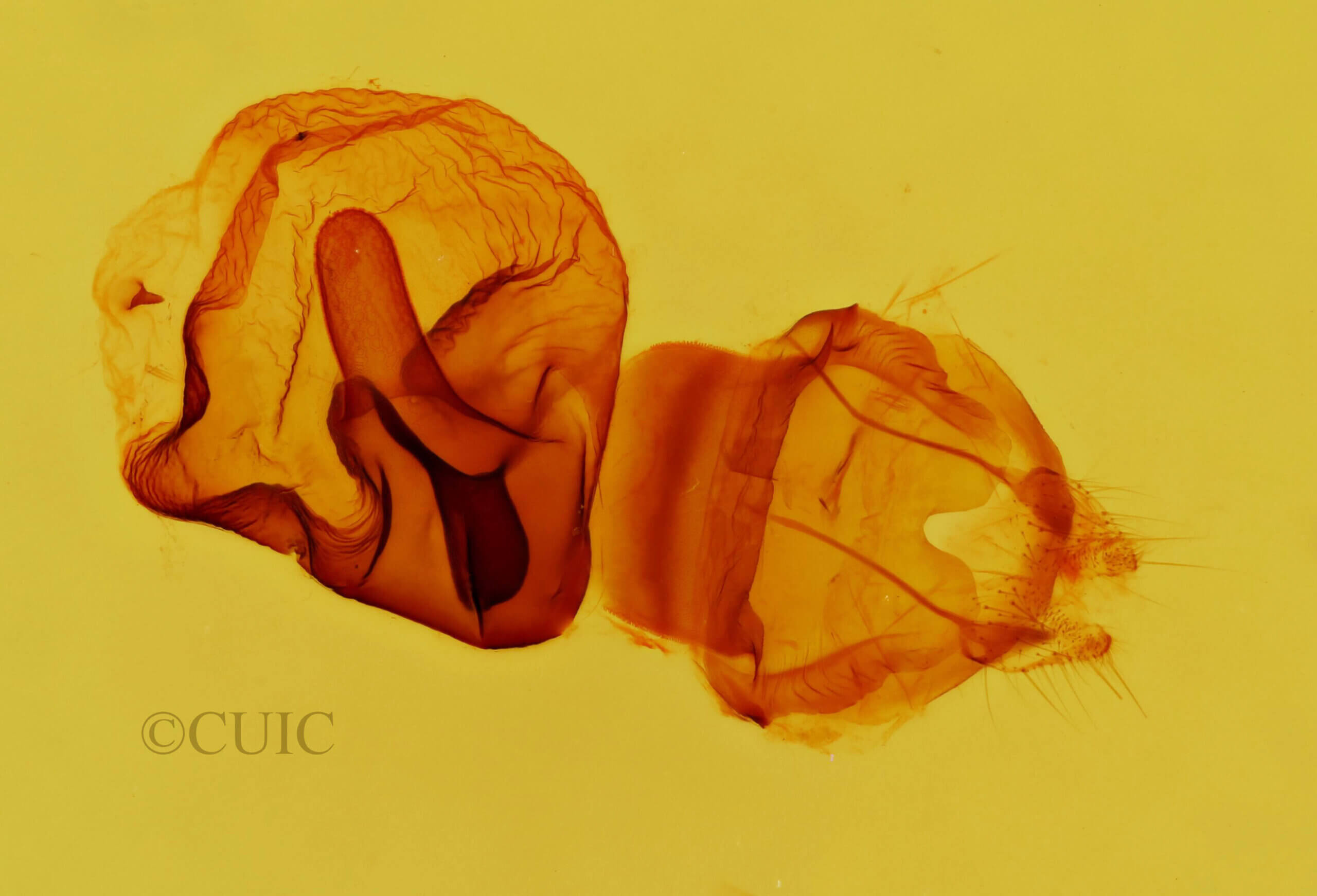 genitalia view of adult Elasmia packardii