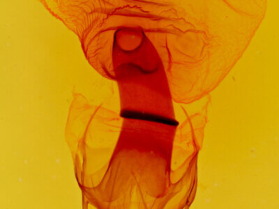 genitalia view of adult Elymiotis