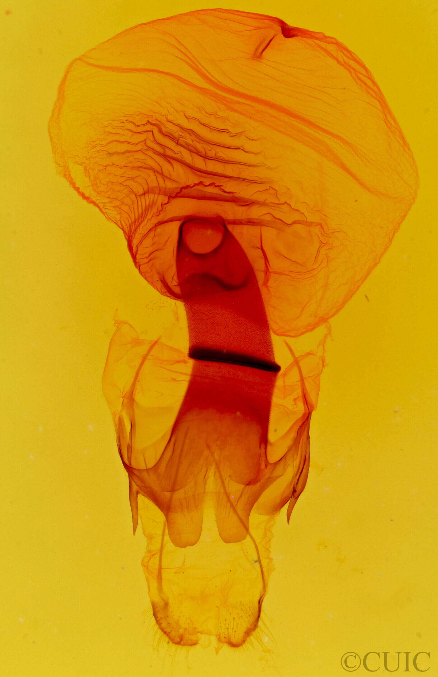 genitalia view of adult Elymiotis