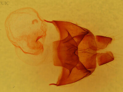 genitalia view of adult Datana modesta