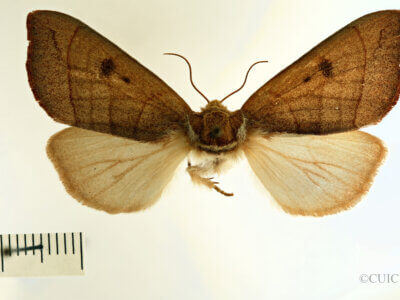dorsal view of adult Datana modesta
