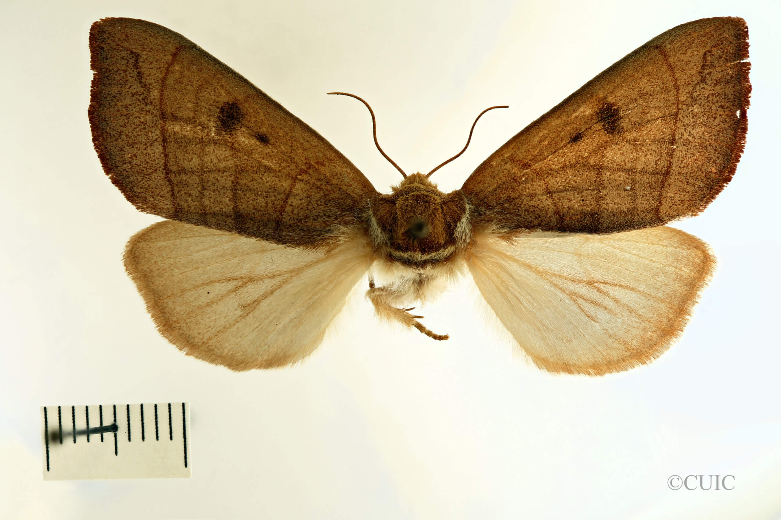 dorsal view of adult Datana modesta