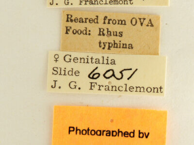 label view of adult Datana modesta