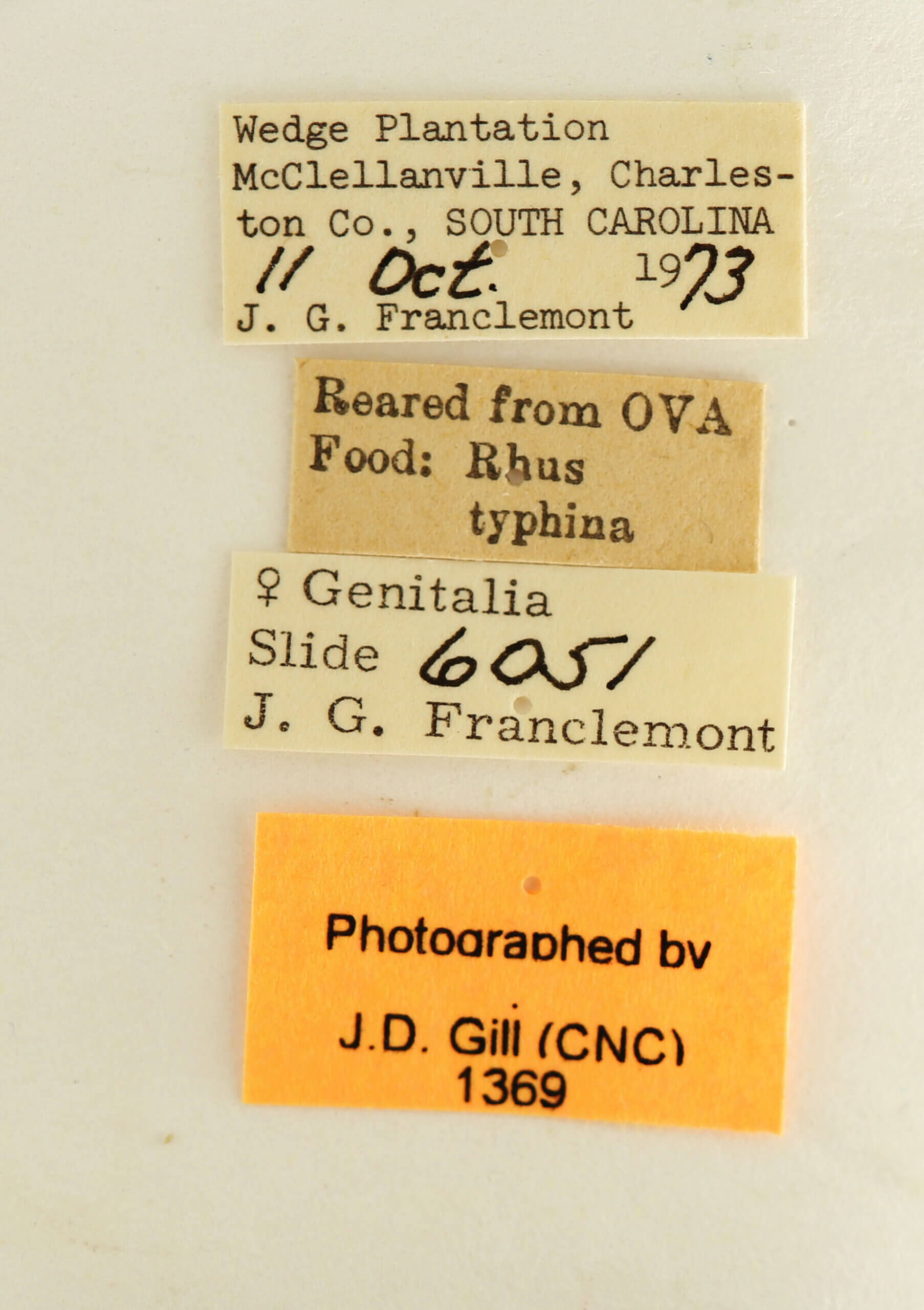 label view of adult Datana modesta