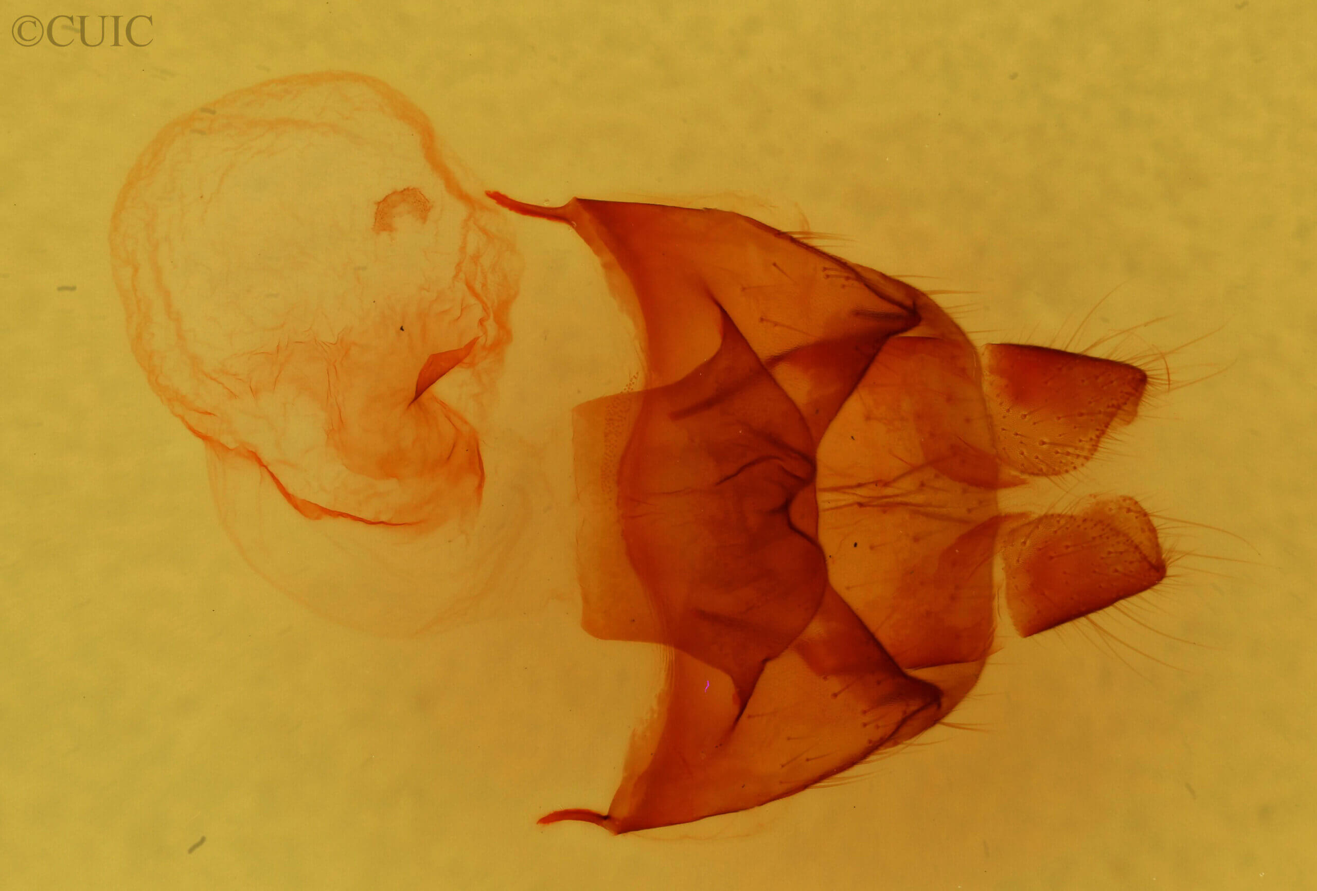 genitalia view of adult Datana modesta