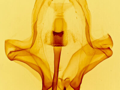 genitalia view of adult Eulirimiris n. gen.