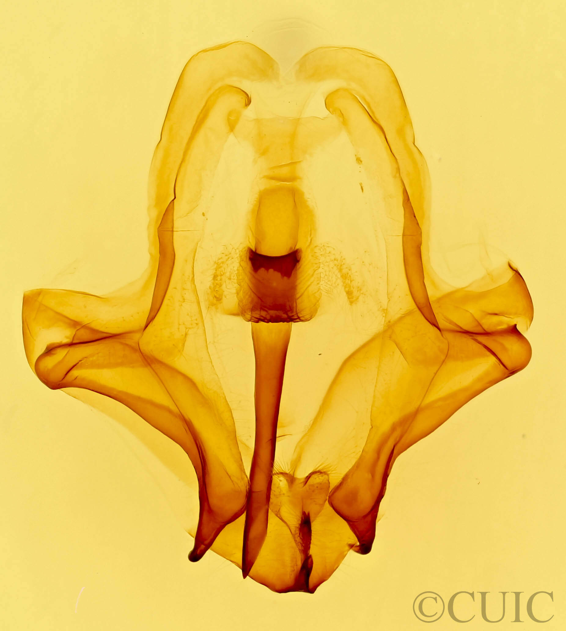genitalia view of adult Eulirimiris n. gen.