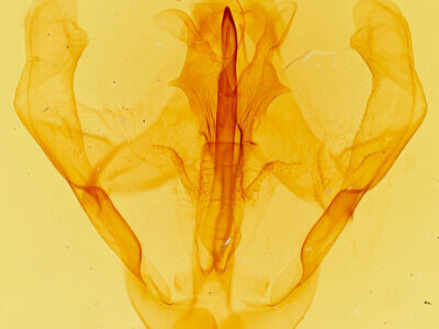 genitalia view of adult Eulirimiris n. gen.