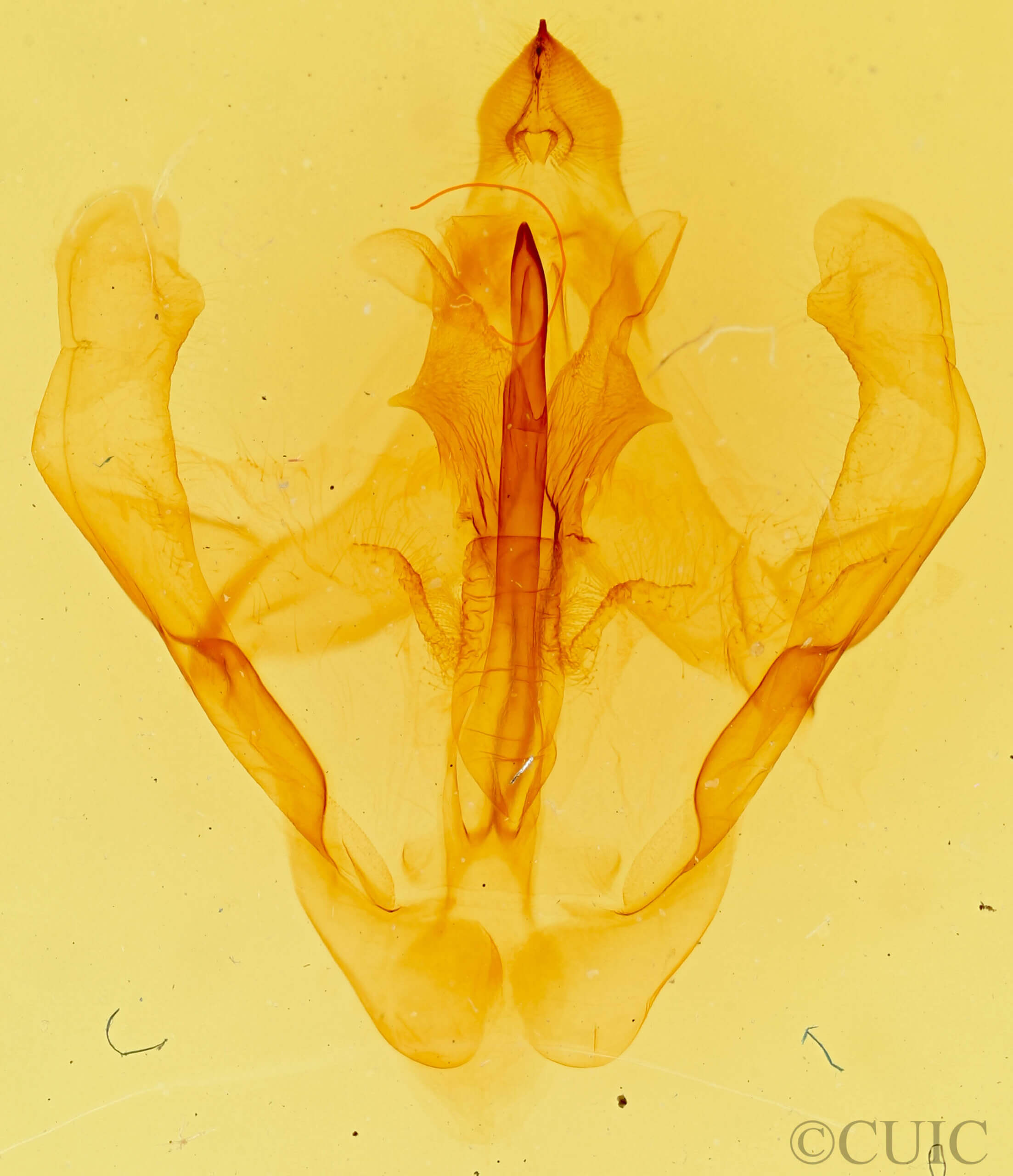 genitalia view of adult Eulirimiris n. gen.