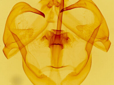 genitalia view of adult Eulirimiris n. gen.