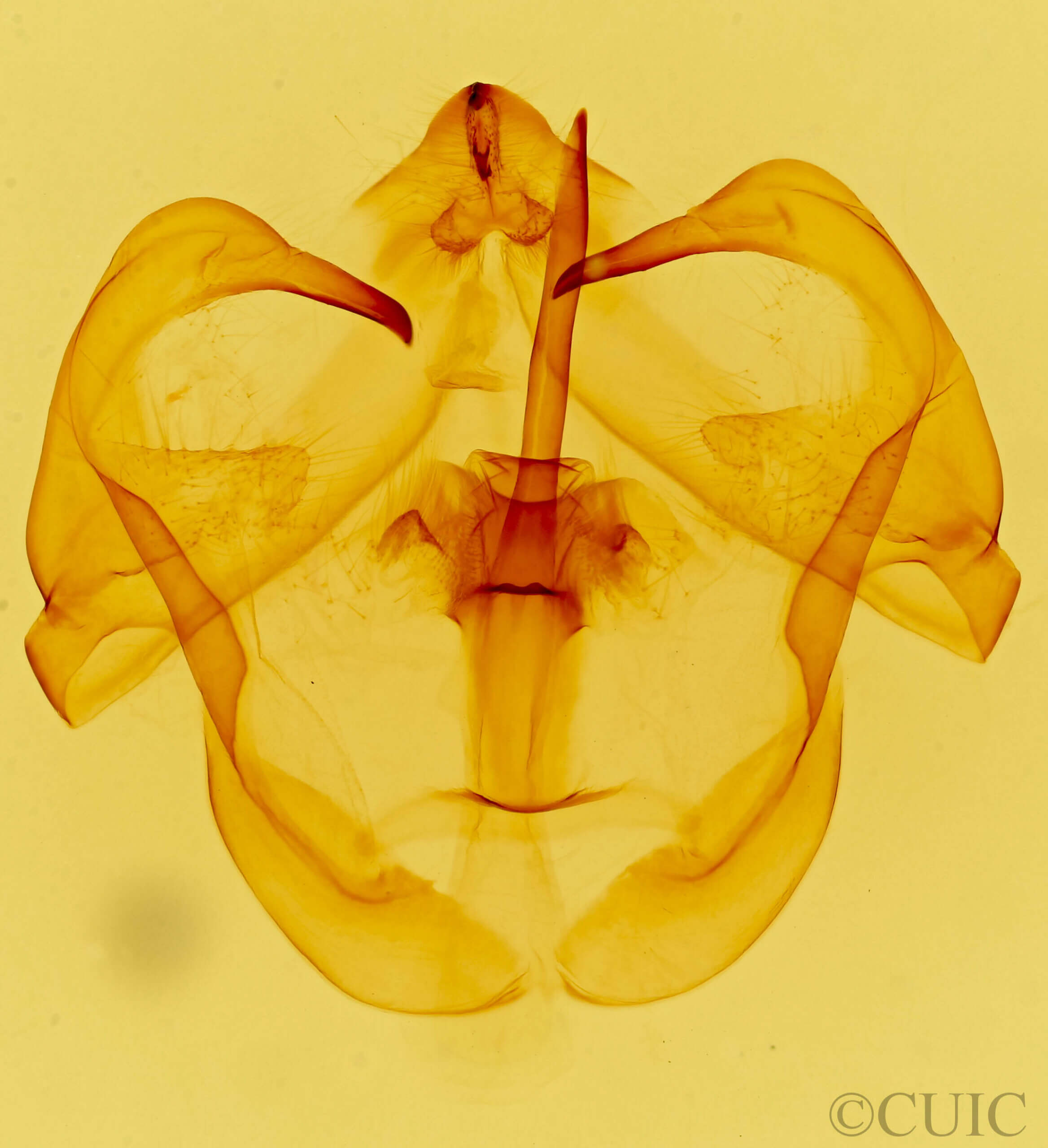genitalia view of adult Eulirimiris n. gen.
