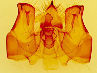 genitalia view of adult Lirimiris auriflua