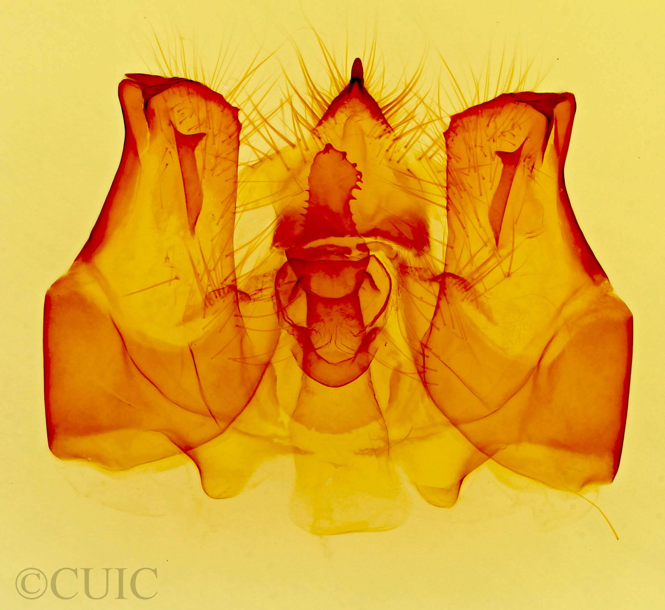 genitalia view of adult Lirimiris auriflua