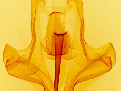 genitalia view of adult Eulirimiris n. gen.