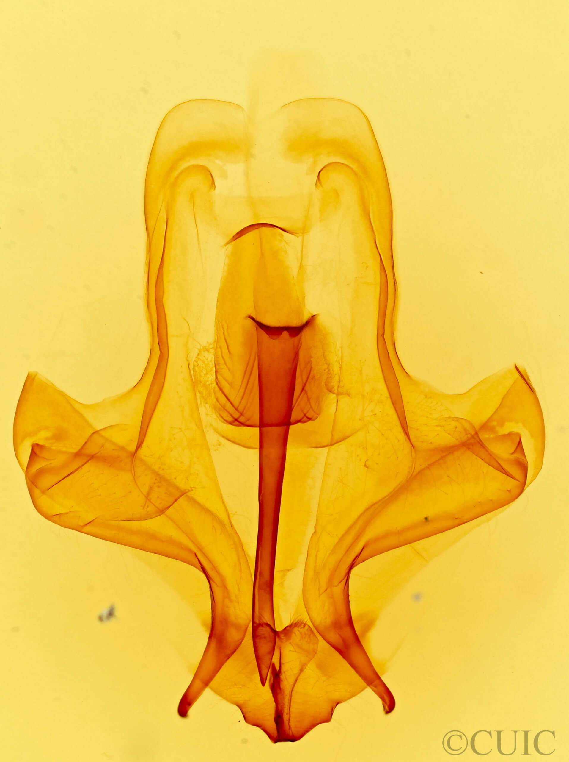 genitalia view of adult Eulirimiris n. gen.