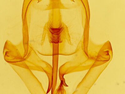 genitalia view of adult Eulirimiris n. gen.