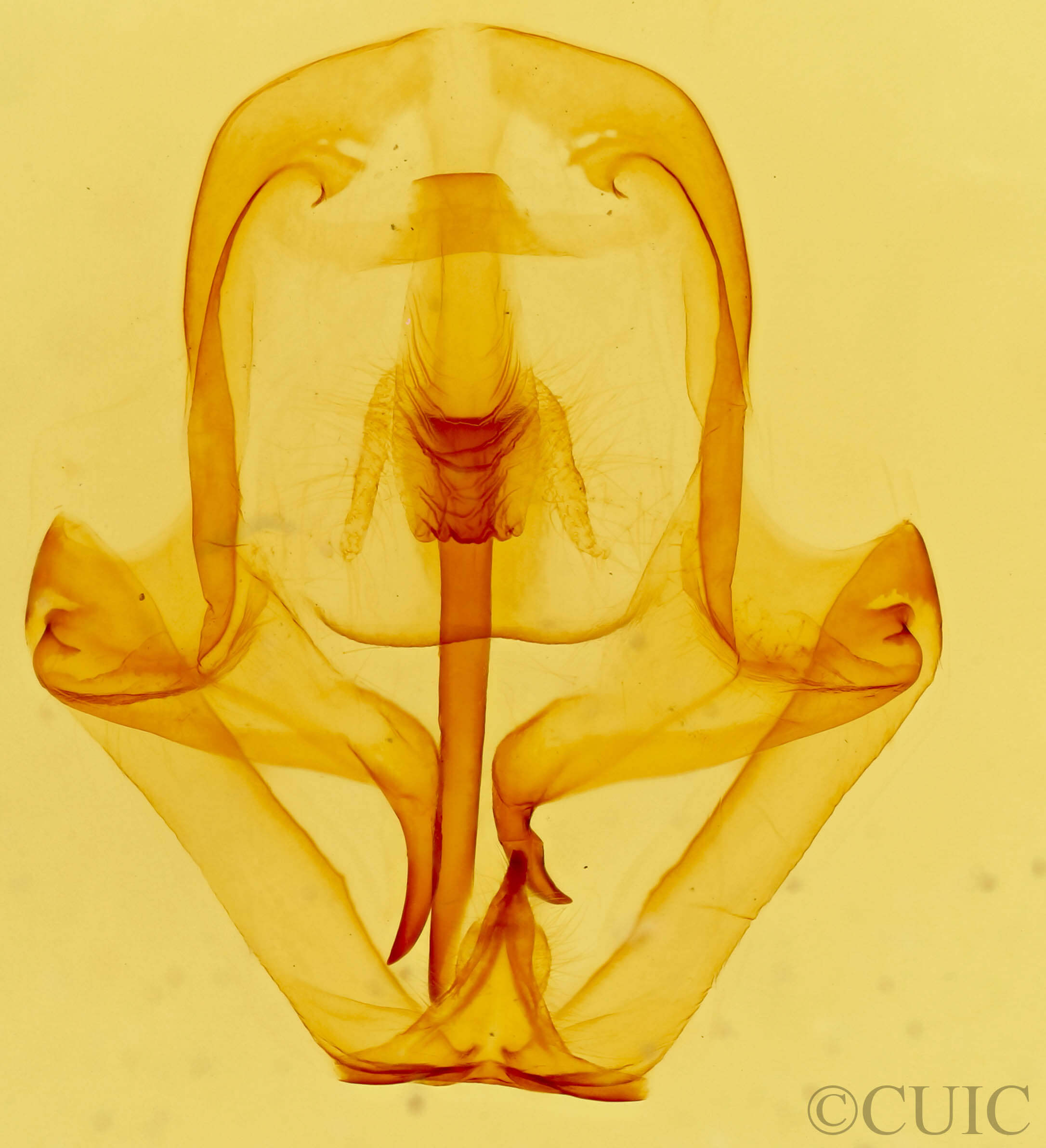 genitalia view of adult Eulirimiris n. gen.
