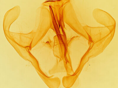 genitalia view of adult Eulirimiris n. gen.