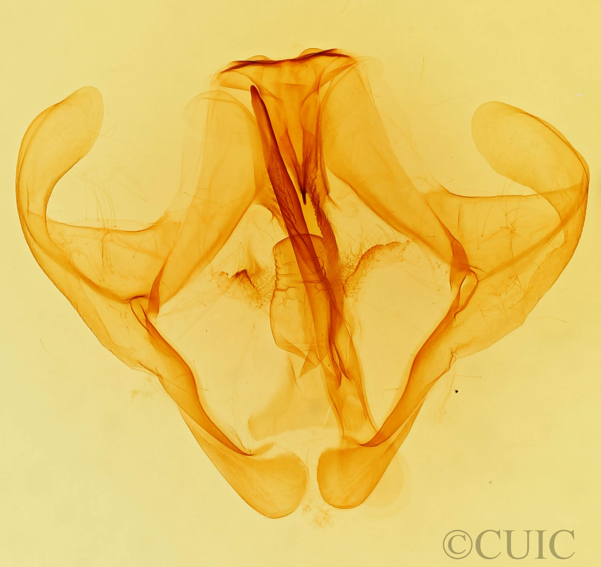 genitalia view of adult Eulirimiris n. gen.