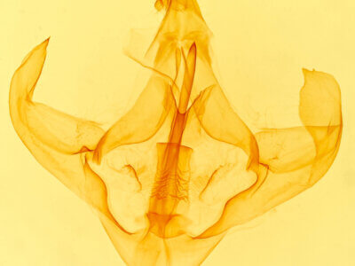 genitalia view of adult Eulirimiris n. gen.