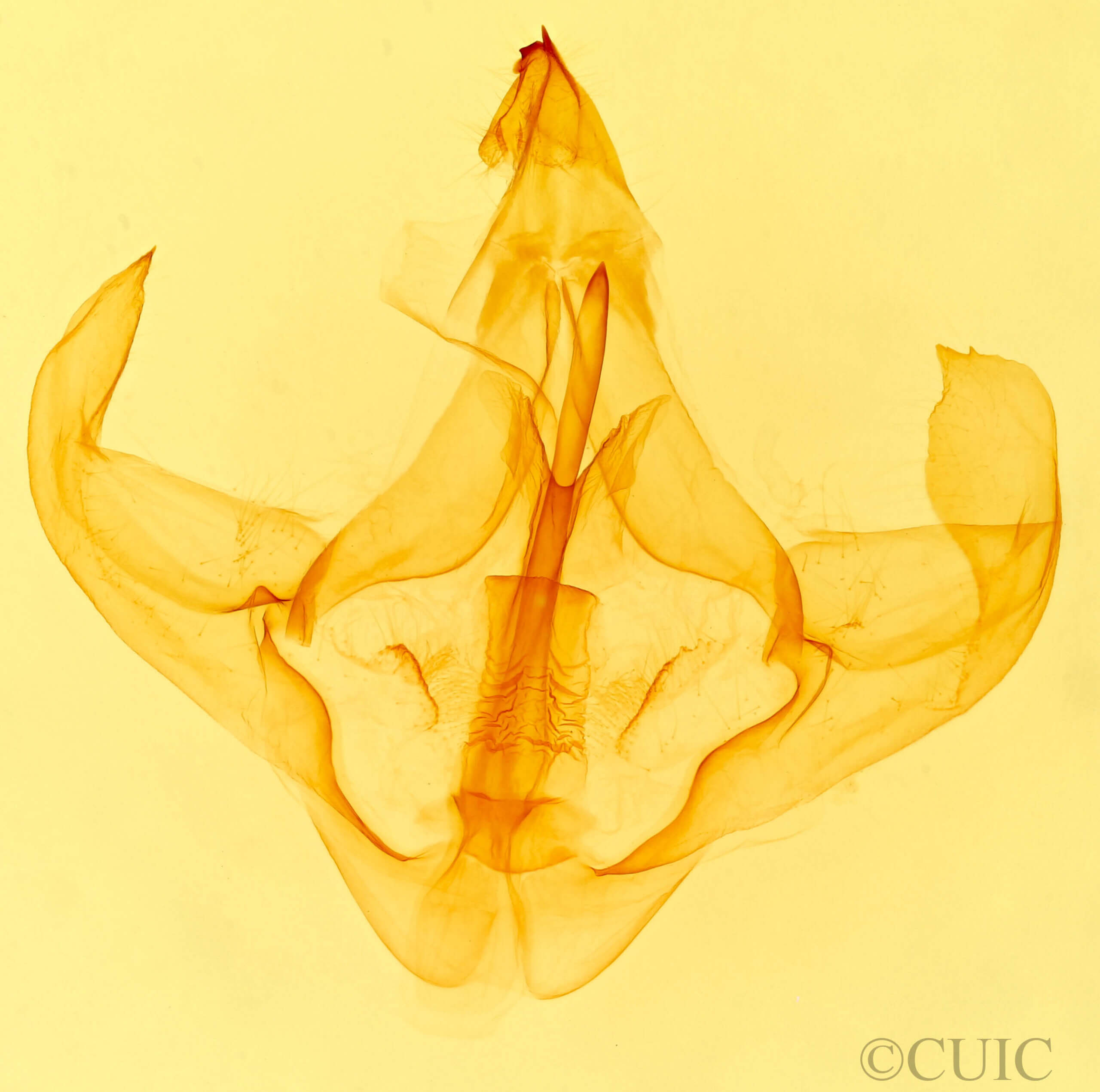 genitalia view of adult Eulirimiris n. gen.