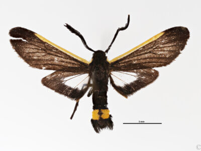 dorsal view of adult Aphra flavicosta