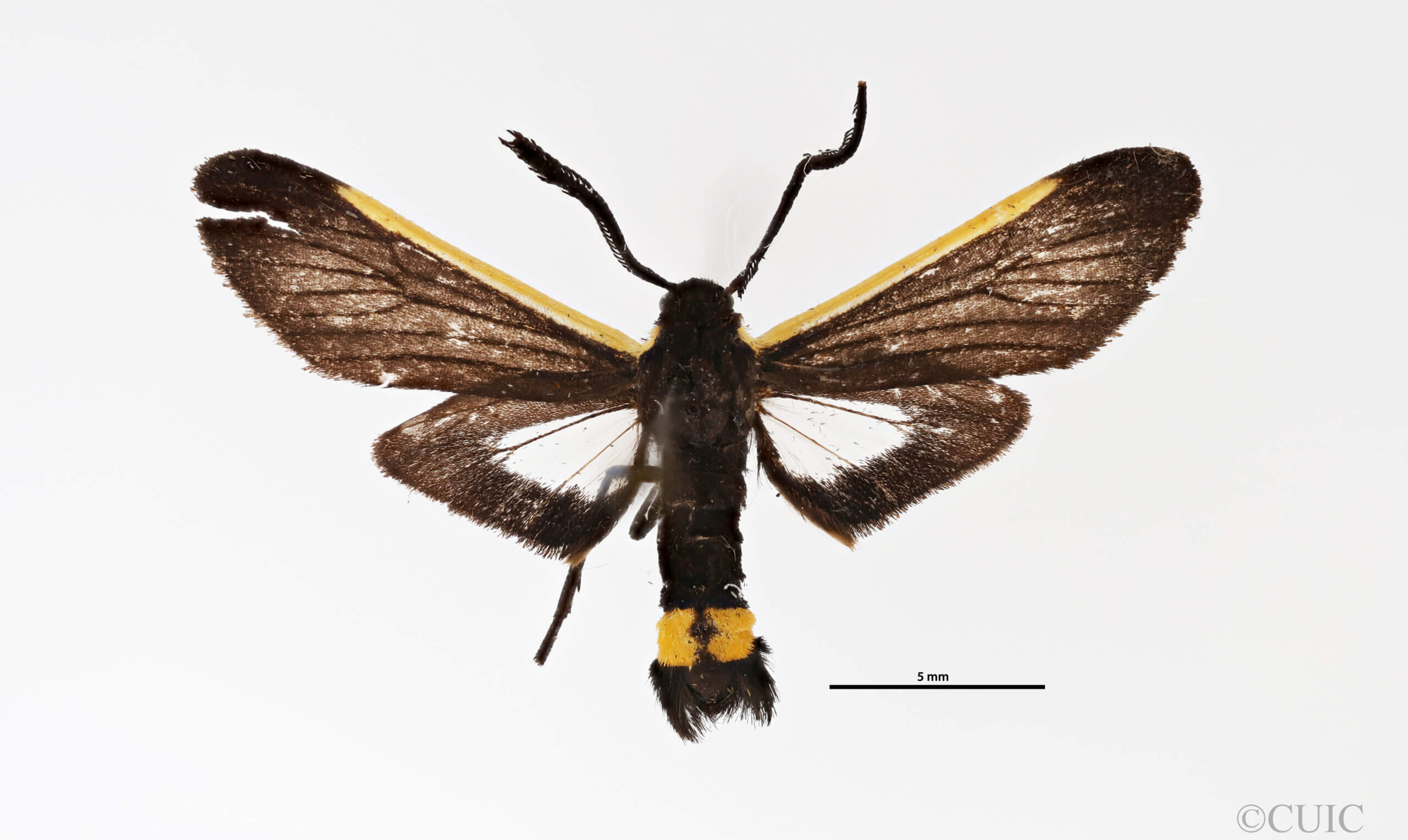 dorsal view of adult Aphra flavicosta