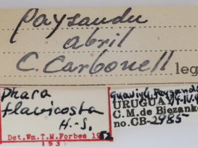 label view of Aphra flavicosta