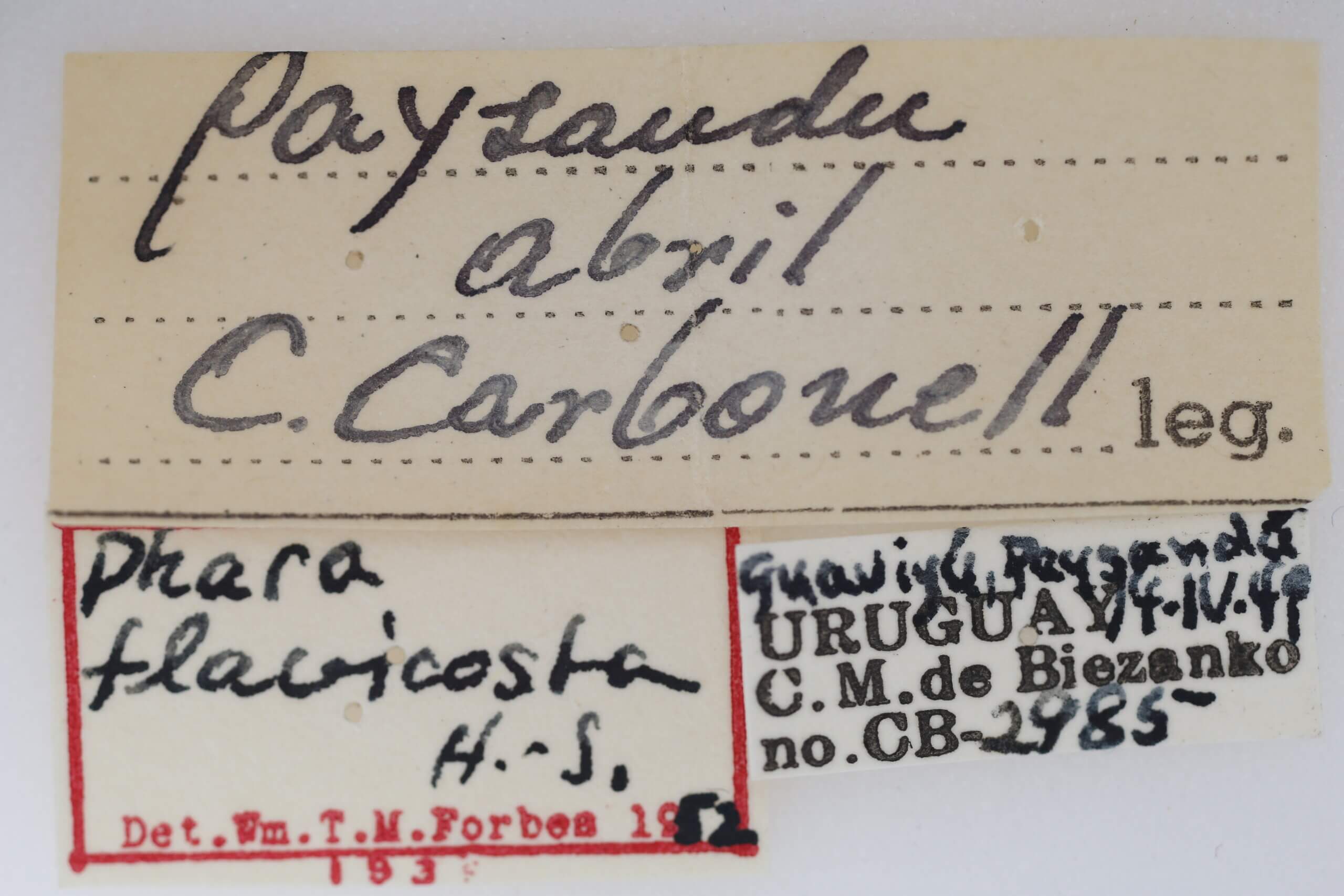 label view of Aphra flavicosta