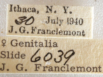 label view of adult Datana drexelii