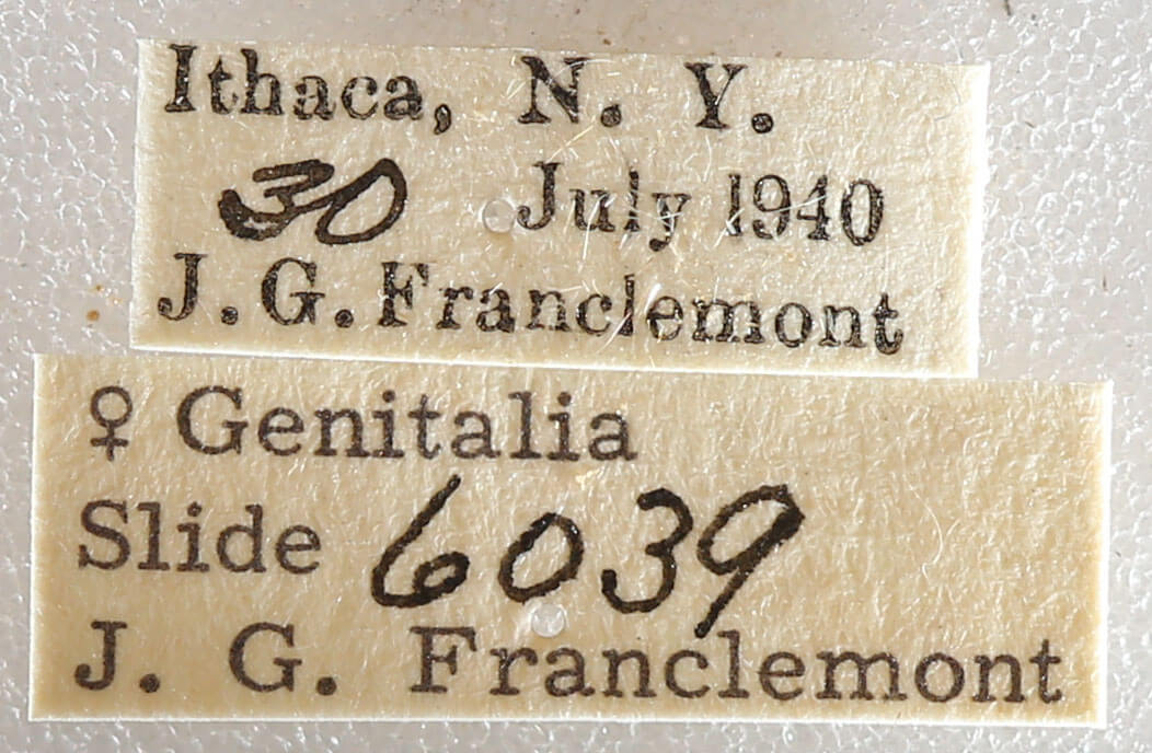 label view of adult Datana drexelii