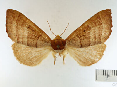 dorsal view of adult Datana drexelii